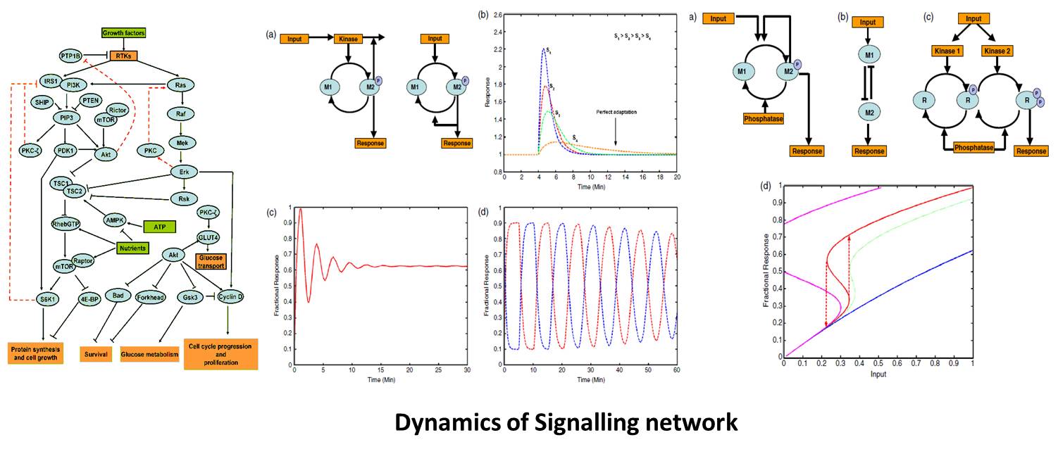 "Spindle assembly checkpoint inactivation dynamics"